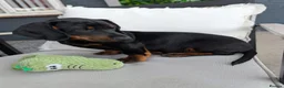 Mixed Breed dogs for sale: Dash x cocker - Advert 3