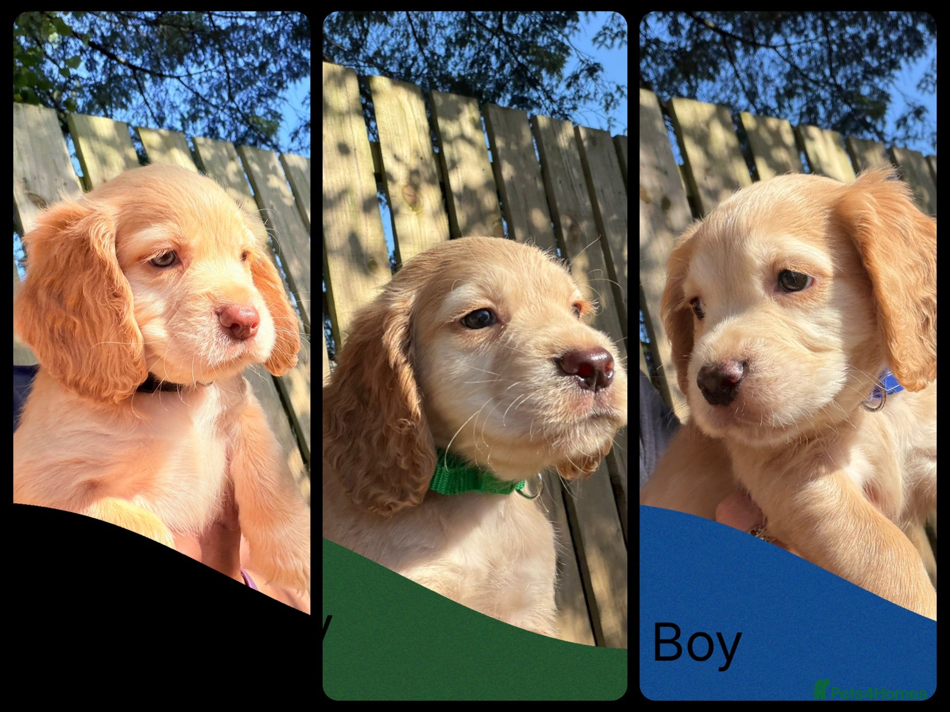 Cocker Spaniel dogs KC Registered Cocker Spaniel Puppies - Advert 1