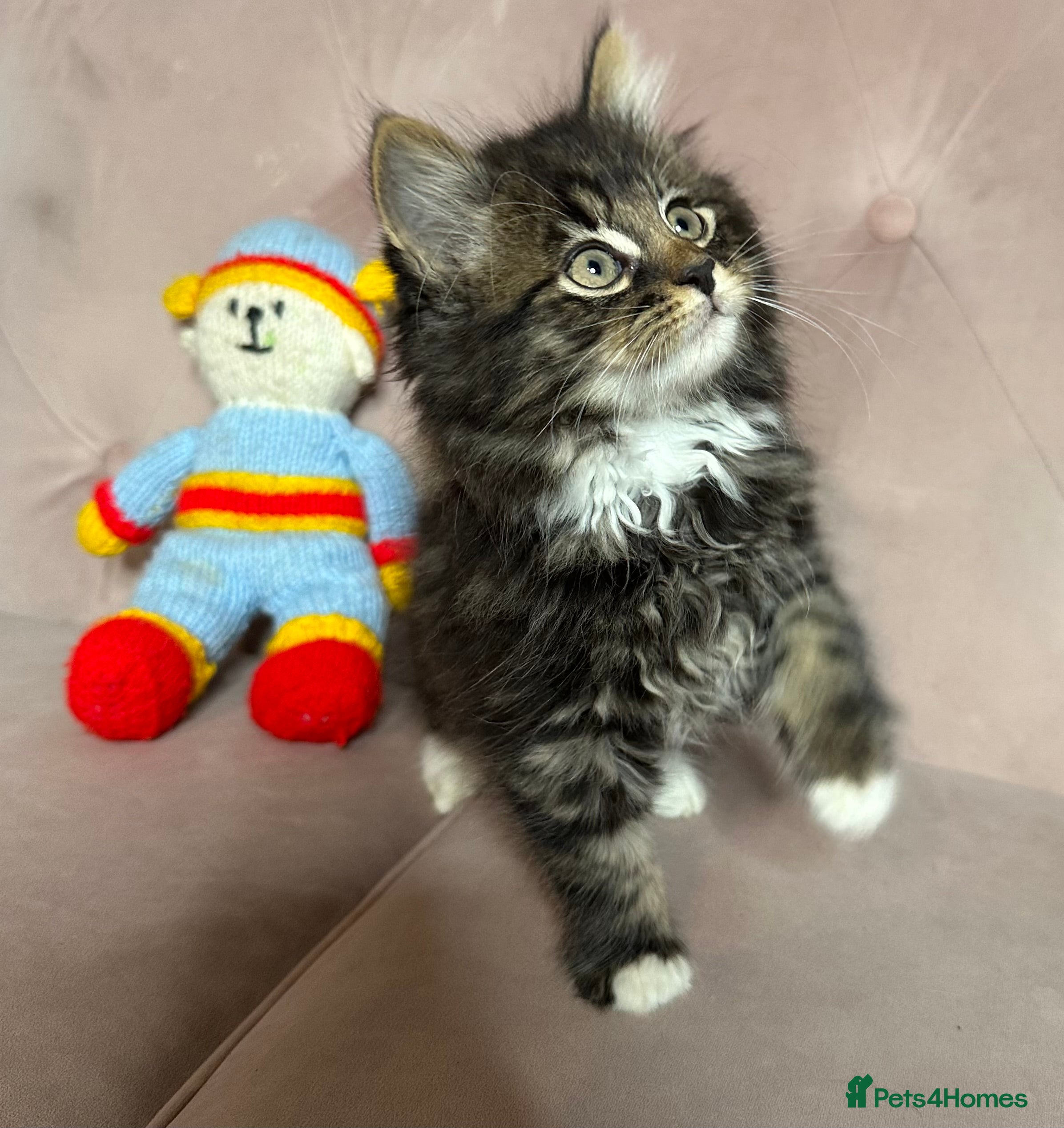 Siberian cats Siberian kittens, ONE LEFT - Advert 5