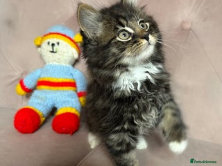 Siberian cats Siberian kittens, ONE LEFT - Advert 1