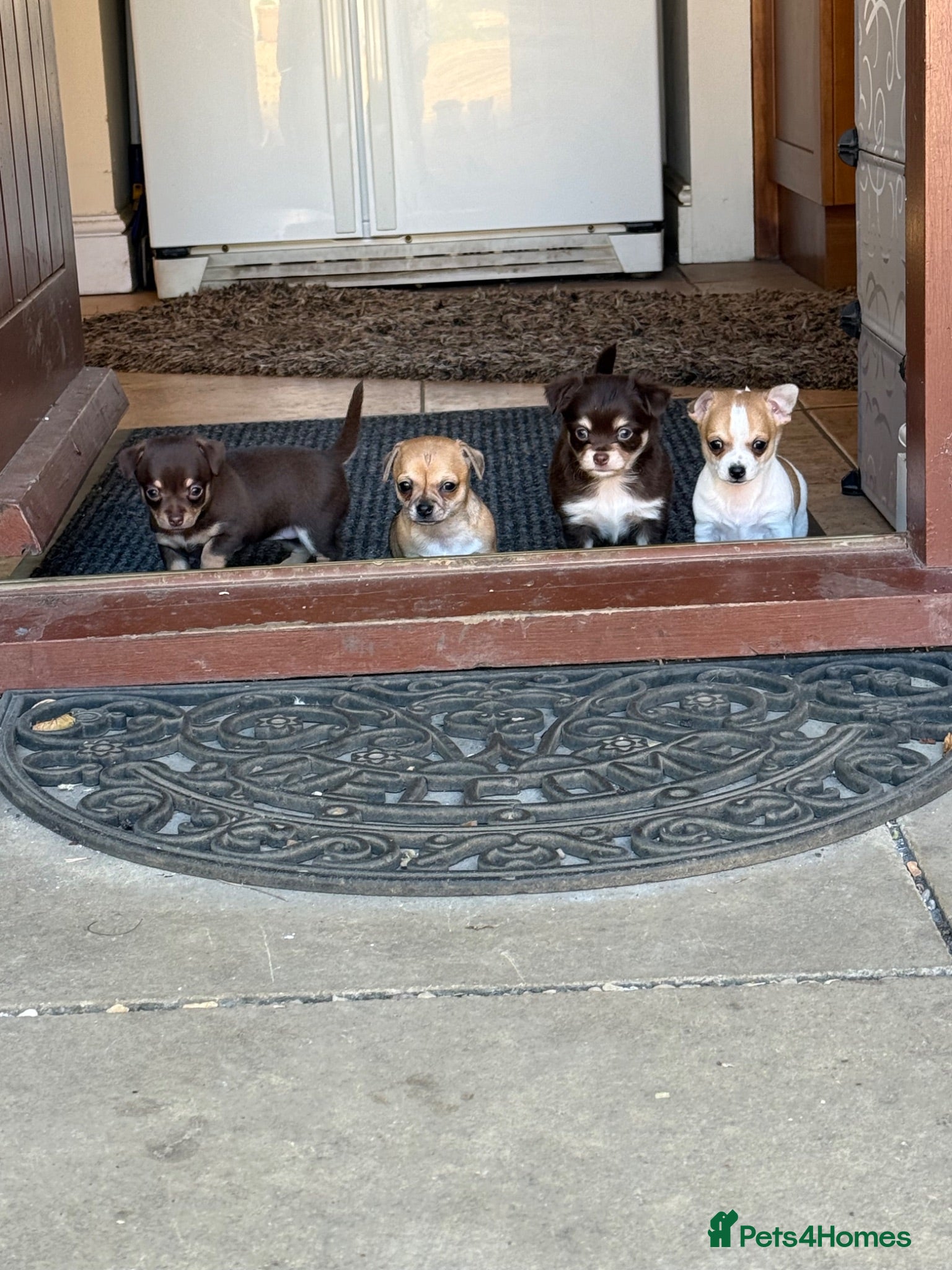 Chihuahua dogs Beautiful Purebred Chihuahua Puppies  - Advert 2
