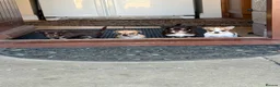 Chihuahua dogs for sale: Beautiful Purebred Chihuahua Puppies  - Advert 6