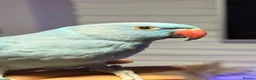 Ringnecks birds for sale:  **  DNAMALE HANDREAR TRAINED SPLIT CLEARTAIL  in Uxbridge - Advert 3