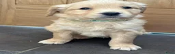 Golden Retriever dogs for sale: KC Registered Golden Retriever Puppies - Advert 10