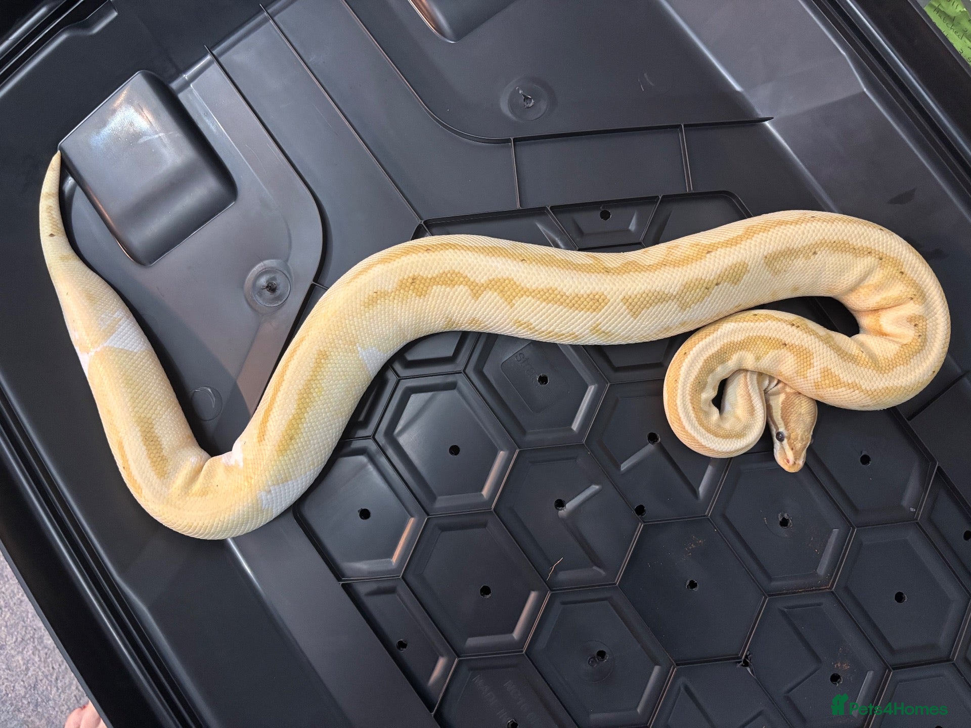 Python Snake reptiles for sale: Female Banana pied ball python - Advert 1