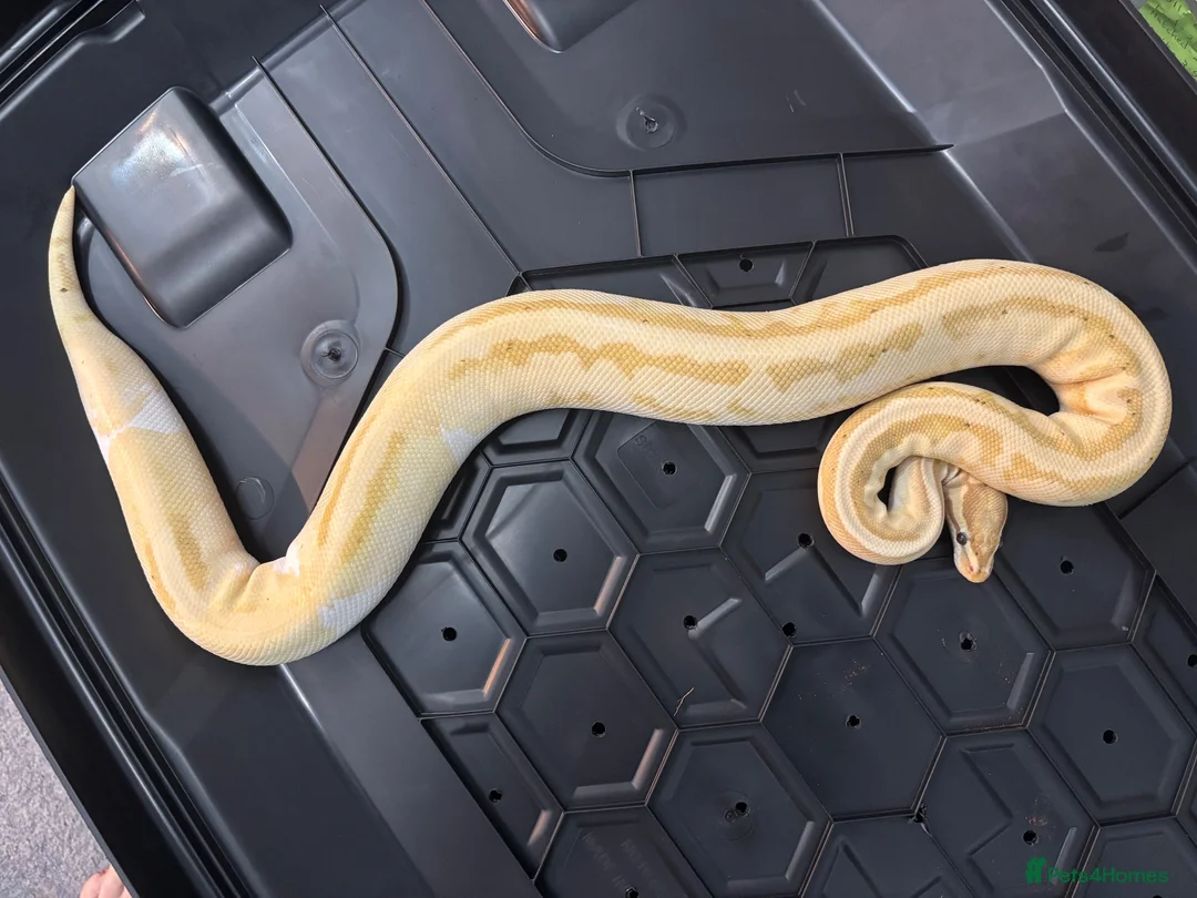 Python Snake reptiles for sale: Female Banana pied ball python - Advert 1