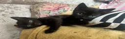 Mixed Breed cats for sale: 🐾BlackBrown Tabby Kittens needing Forever Homes🐾 in London - Advert 8