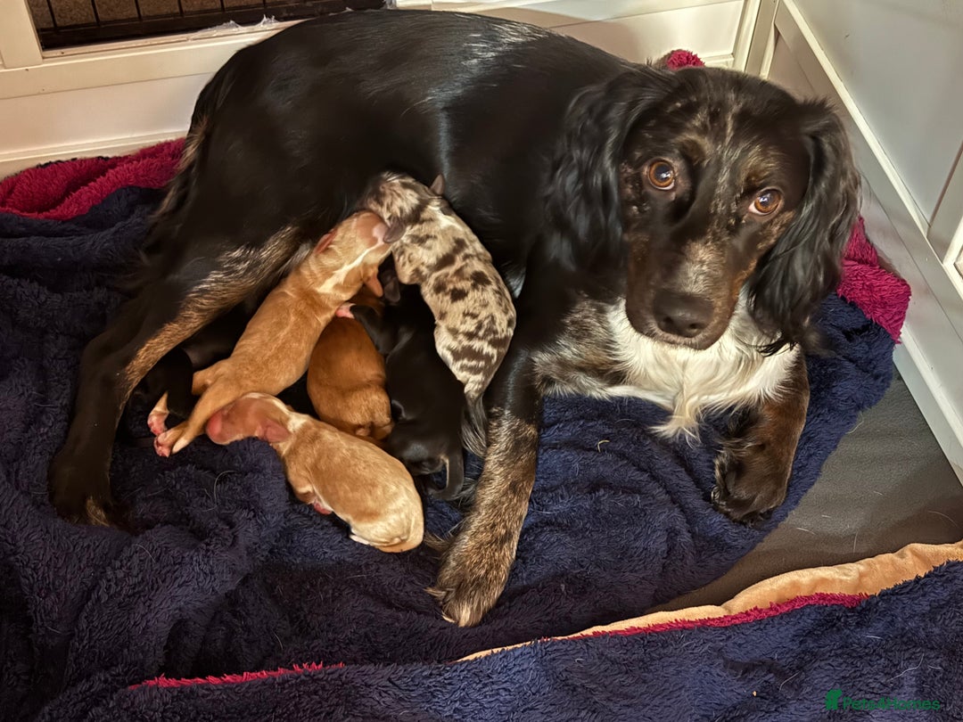 Sprocker dogs for sale: Sprocker puppies  - Advert 1