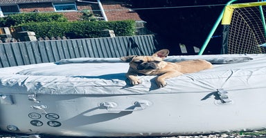 French Bulldog dogs - Advert 14