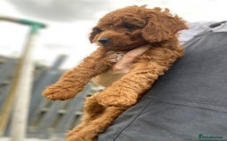 Cockapoo dogs for sale: 3 Cockapoochon puppies available  - Image 10