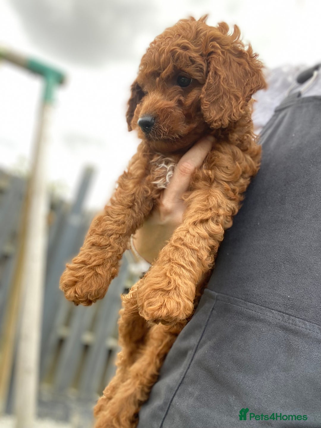 Cockapoo dogs for sale: 3 Cockapoochon puppies available  - Image 10