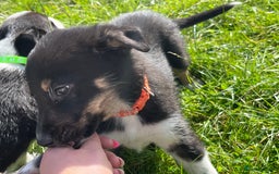Border Collie dogs for sale: 4 border collie males looking for forever homes  - Image 20