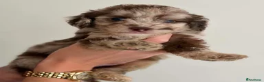Cockapoo 5