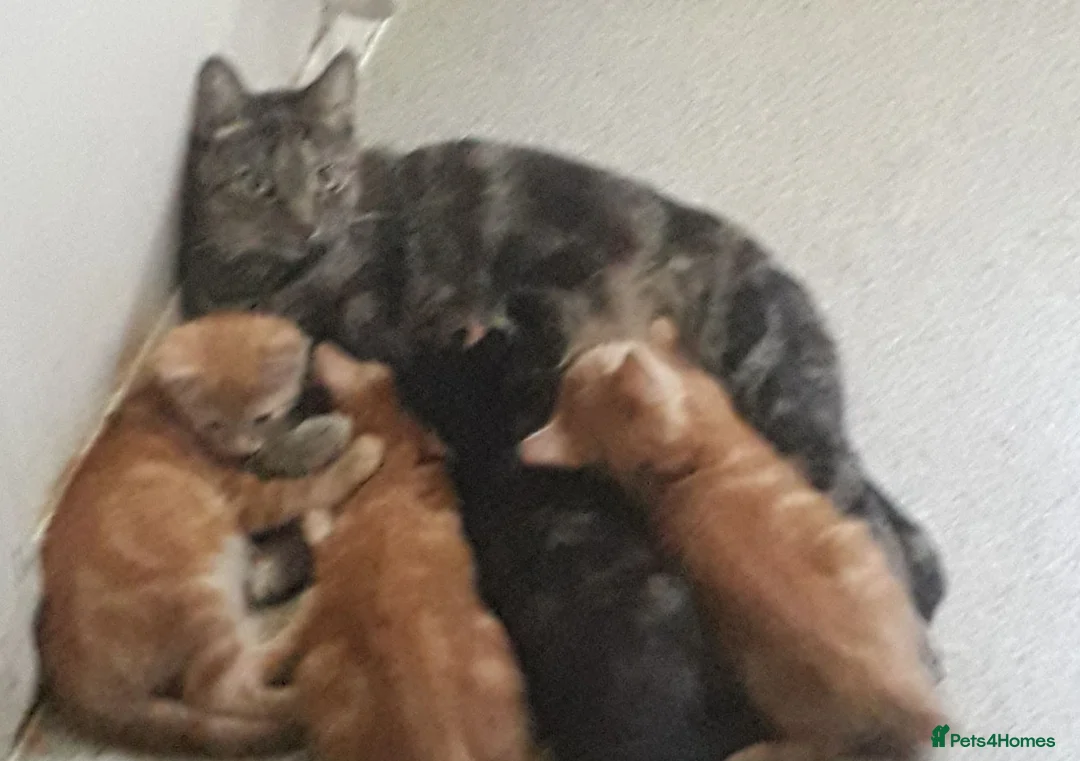 British Shorthair cats for sale: Male and female kittens  in Amersham - Advert 11