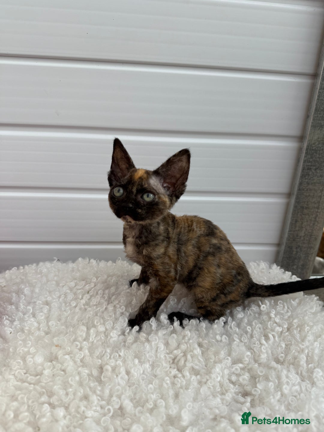 Devon Rex cats for sale: Female Devon Rex - Image 2