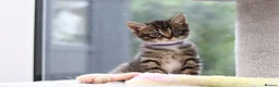 Mixed Breed cats for sale: Tabby Kittens Ready Soon - Advert 30