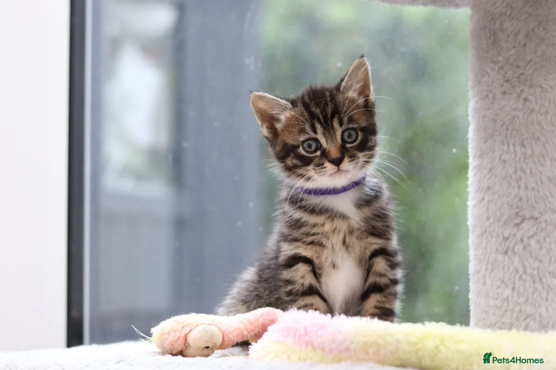 Mixed Breed cats for sale: Tabby Kittens Ready Soon - Advert 30