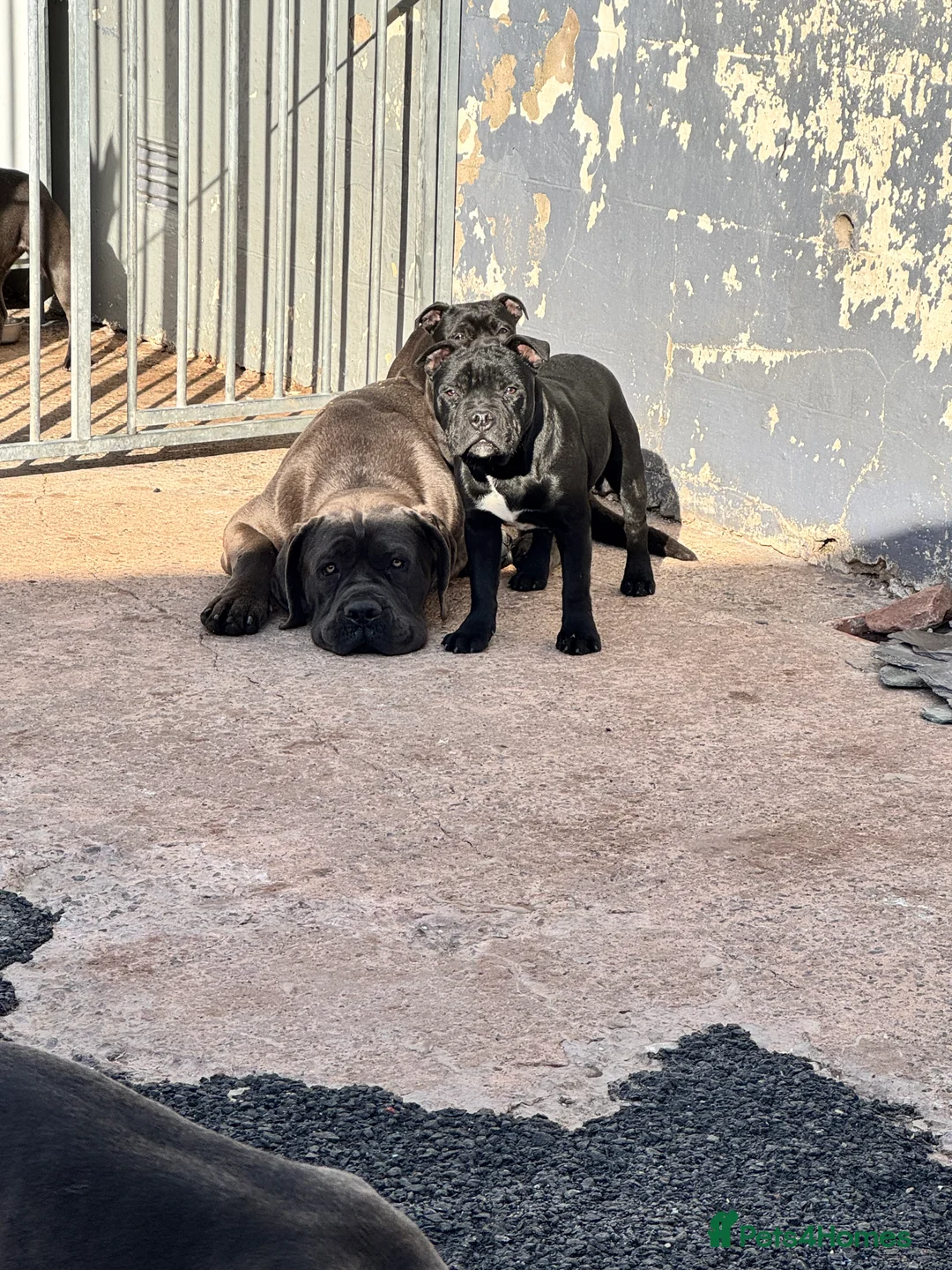 Cane Corso dogs for stud: Health tested Blue cane corso stud  in Carlisle - Advert 12