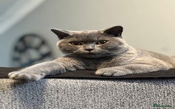 British Shorthair cats for sale: Meet Milu – The Gentle British Shorthair - Image 5