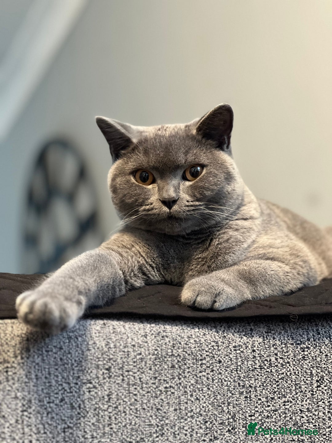 British Shorthair cats for sale: Meet Milu – The Gentle British Shorthair - Image 5
