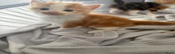Mixed Breed cats for sale: Beautiful Tabby Cross Ragdoll Kittens  - Advert 12