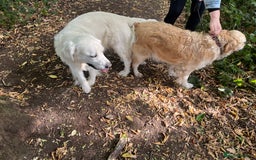 Golden Retriever dogs for sale: Golden retriever pups - Image 6