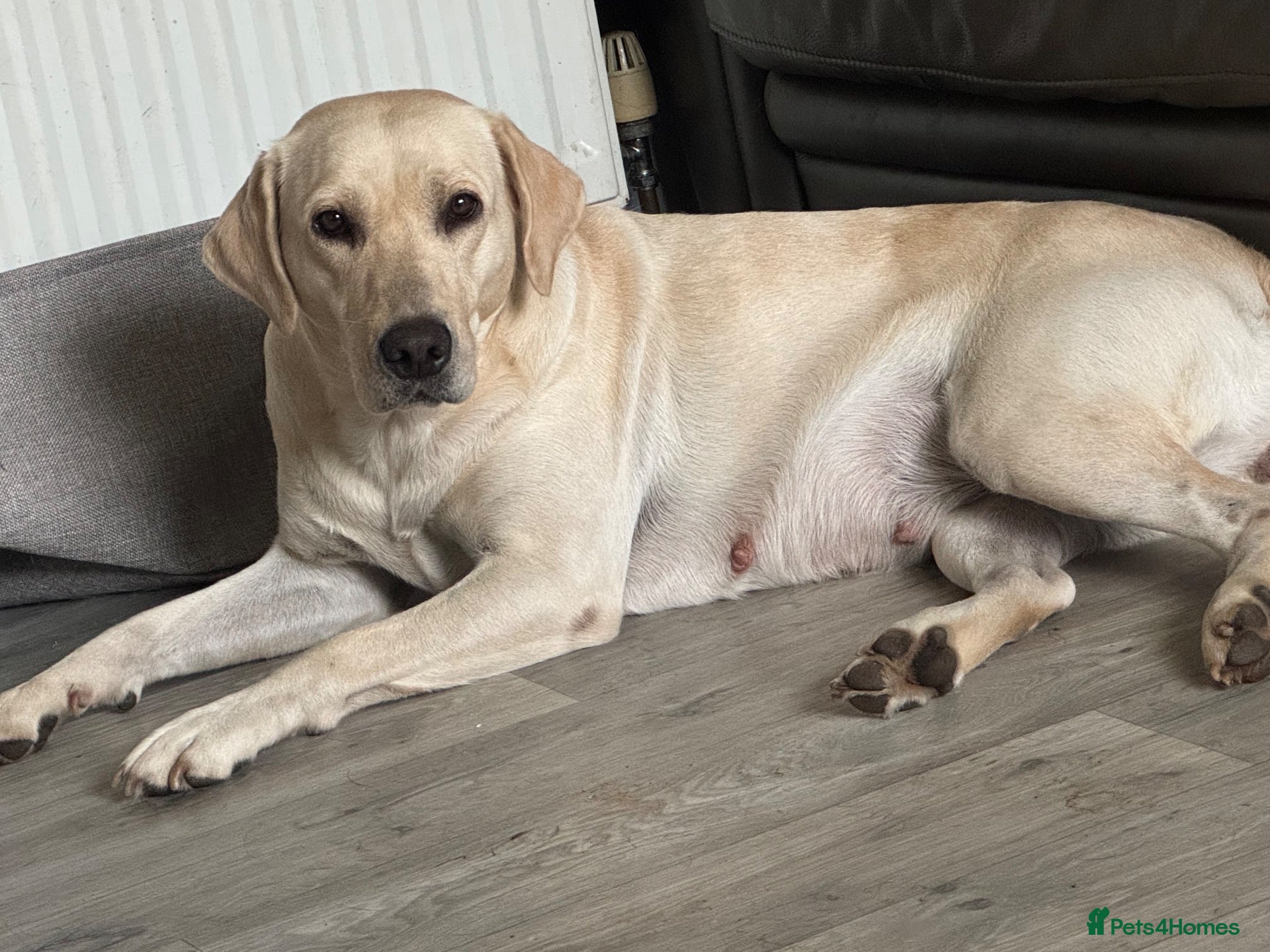Labrador Retriever dogs Labrador retriever waiting list  - Advert 1