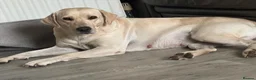 Labrador Retriever dogs for sale: Labrador retriever waiting list  - Advert 1