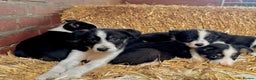 Border Collie dogs for sale: ISDS Border Collie Pups - Advert 2