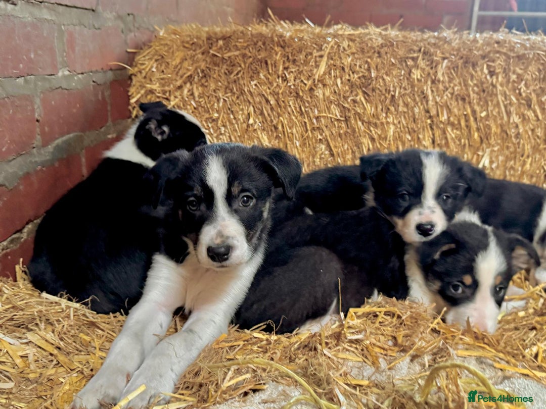 Border Collie dogs for sale: ISDS Border Collie Pups - Advert 2
