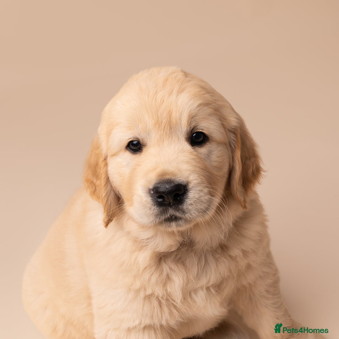 Golden Retriever dogs for sale: European bloodline GR puppies  - Advert 37