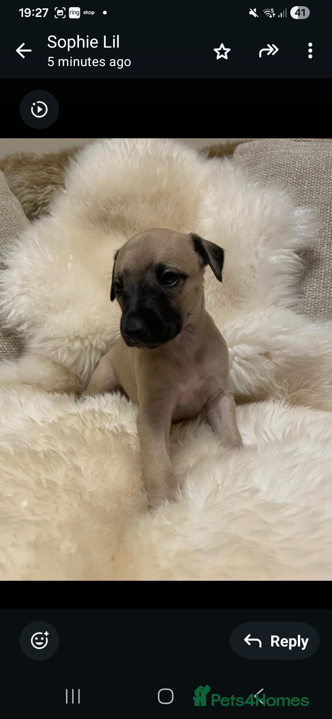 Whippet dogs for sale: KC  REG WHIPPET PUPS - Advert 37