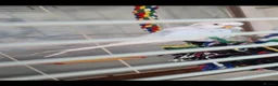 Budgerigars birds for sale: Proven Pair buggies in Ilford - Advert 5