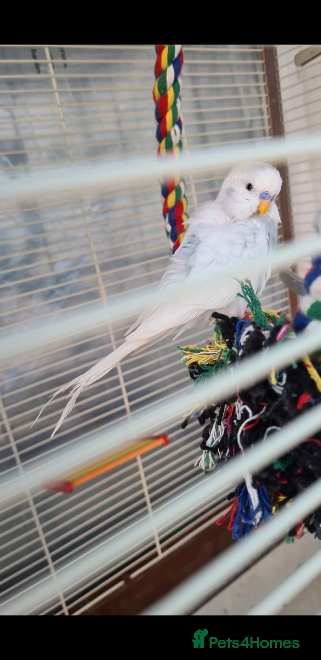 Budgerigars birds for sale: Proven Pair buggies in Ilford - Advert 5