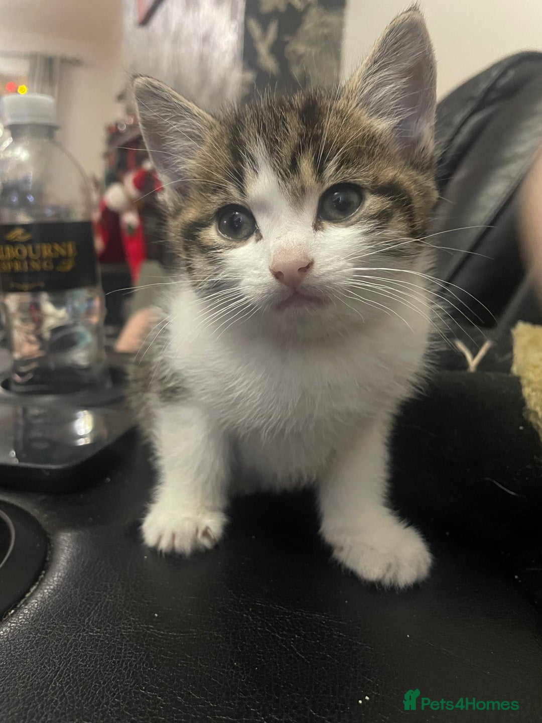 British Shorthair cats for sale: 3 beautiful kittens ready now  - Advert 3