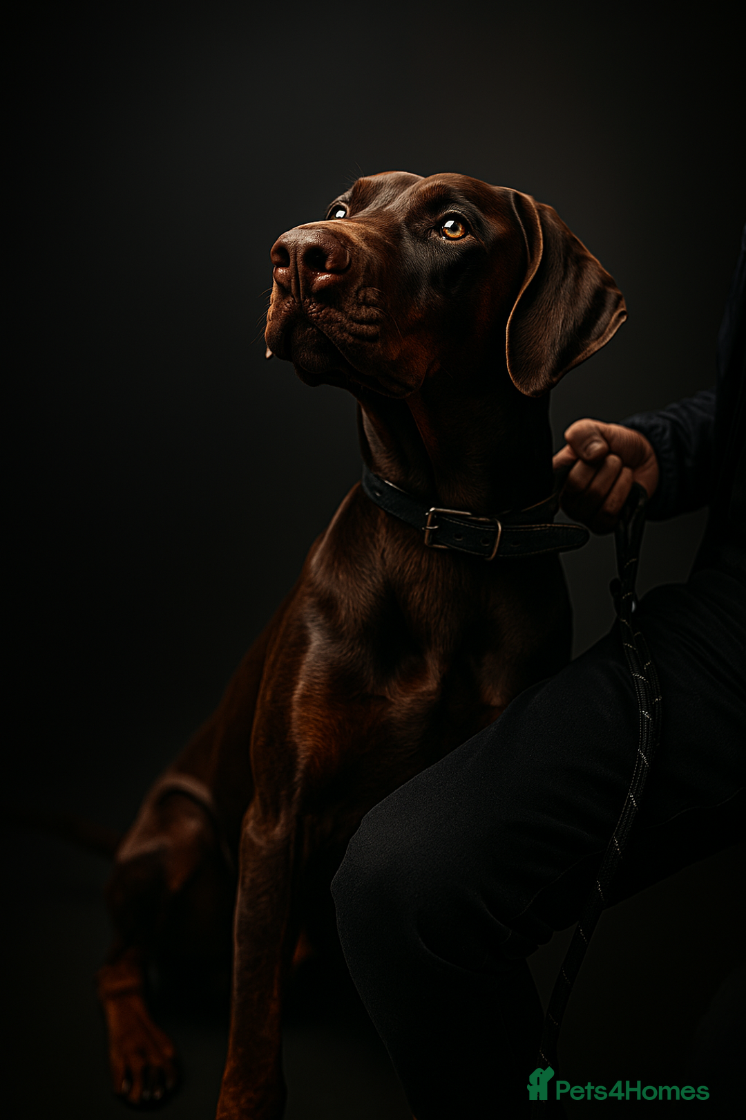 Dobermann dogs for sale: Elite Class World Champion Pedigree Pups KC'D - Image 22