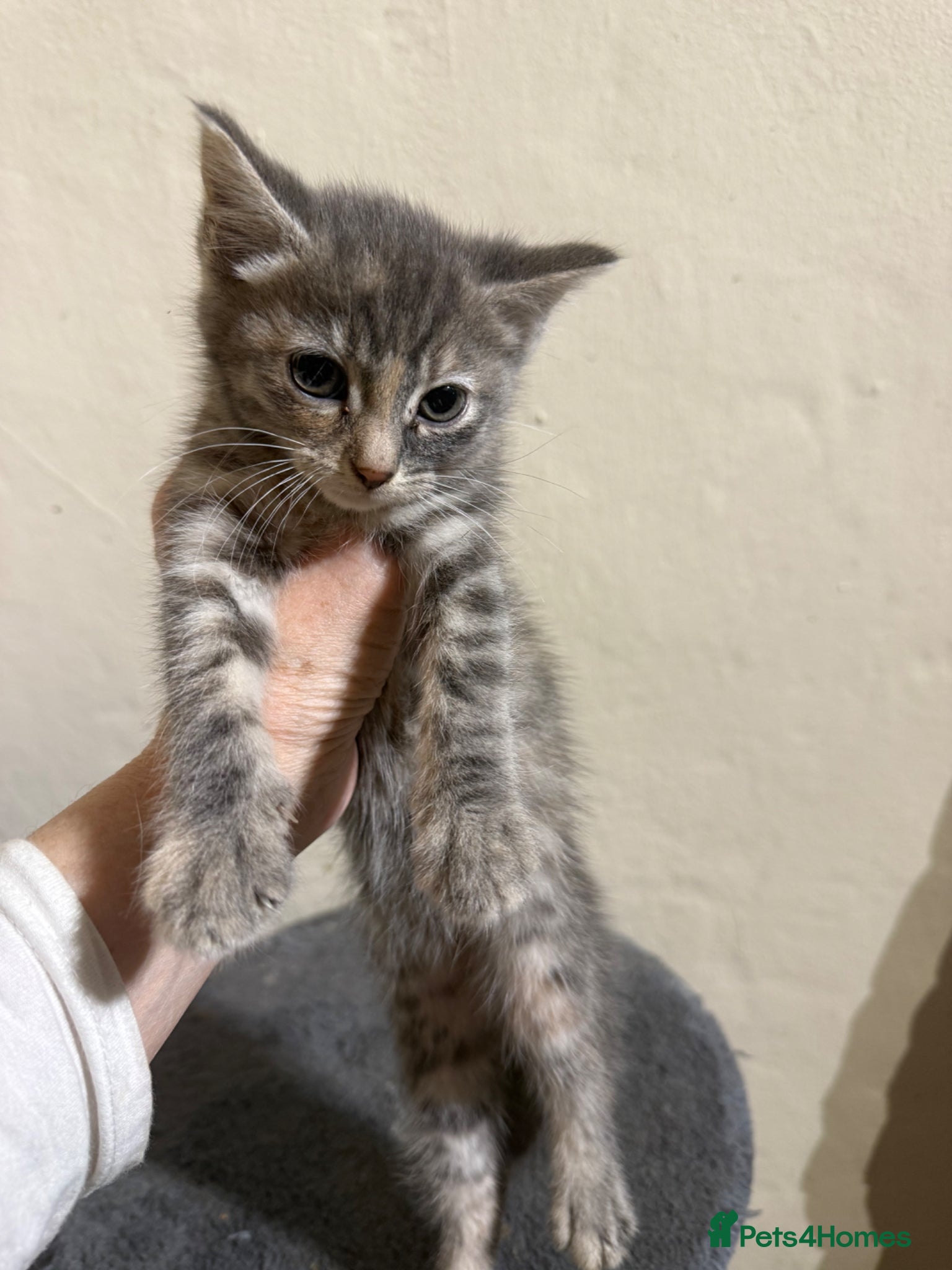 Maine Coon cats for sale: Beautiful Maine coone/British shorthair kittens  - Advert 9