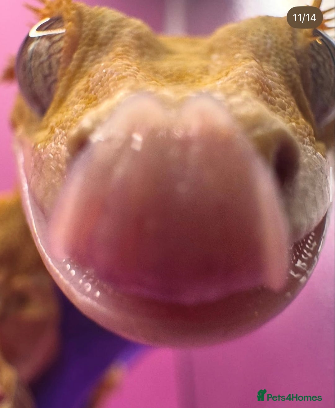 Gecko reptiles for sale: stunning crested gecko - Advert 5