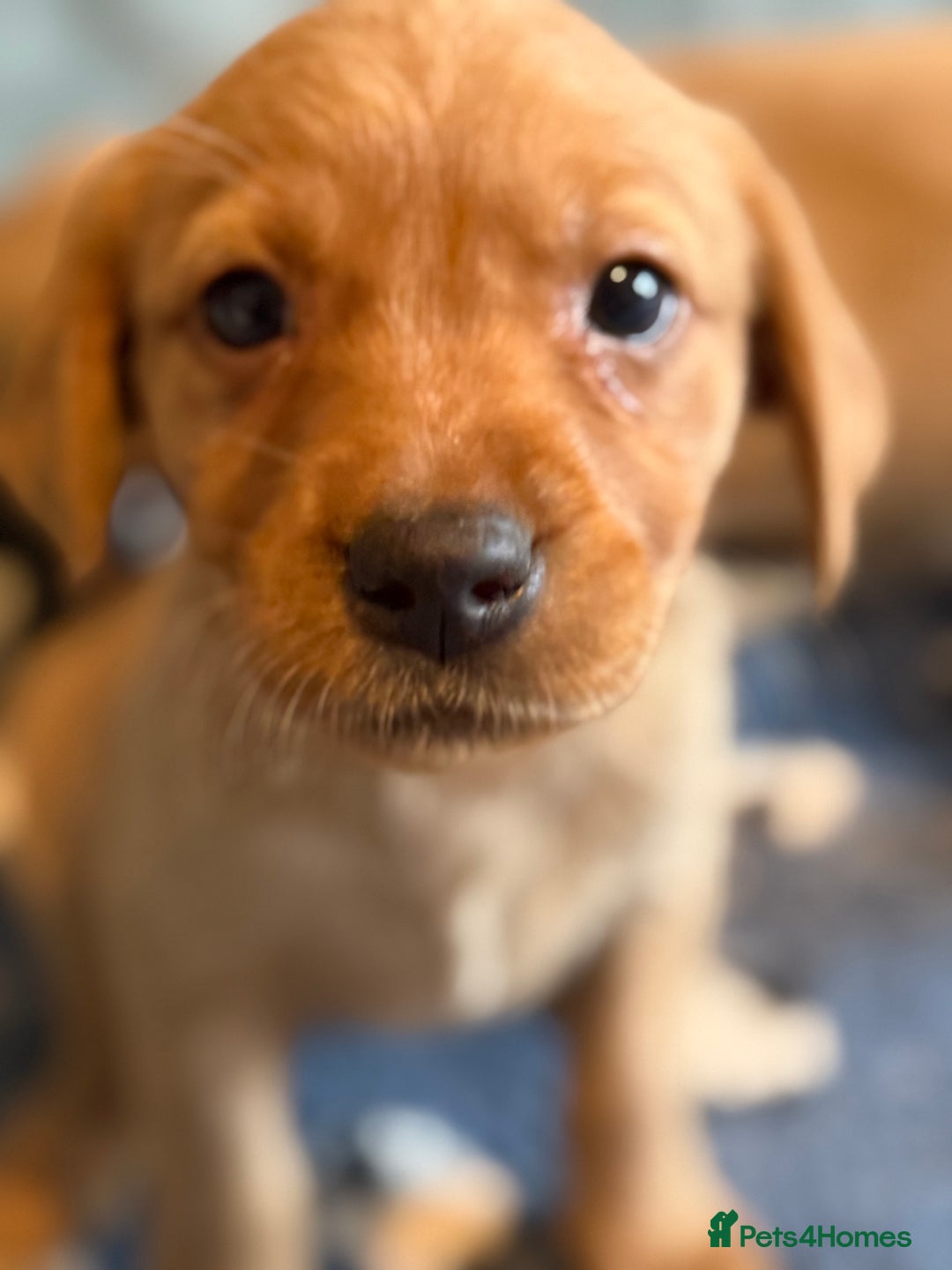 Goldador dogs for sale: Goldendor puppies - Image 5