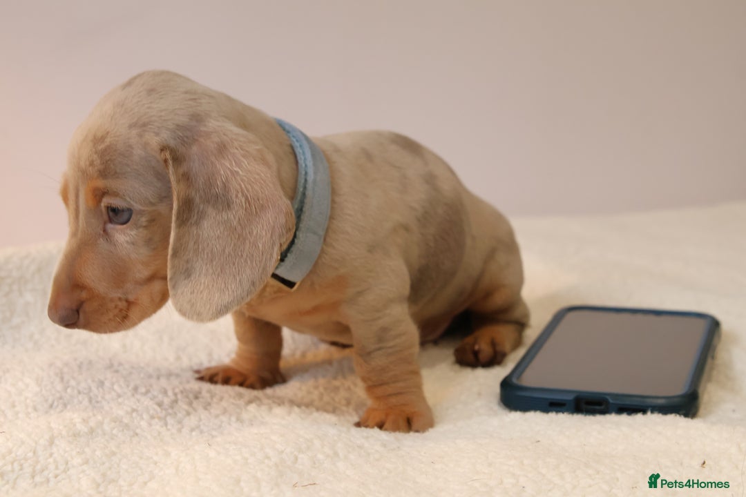 Miniature Dachshund dogs for sale:  🌟5StarsLicense+Holistic+KC+VetChecked+PRA Clear+ - Image 21