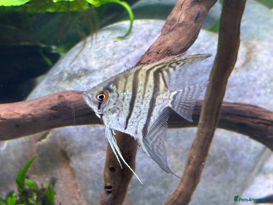Angelfish fish for sale: 5 angelfish - Image 2