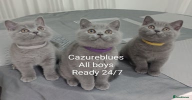 British Shorthair cats - Advert 15