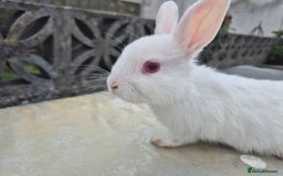 Netherland Dwarf rabbits for sale: 1x9 week male rabbit - Image 2