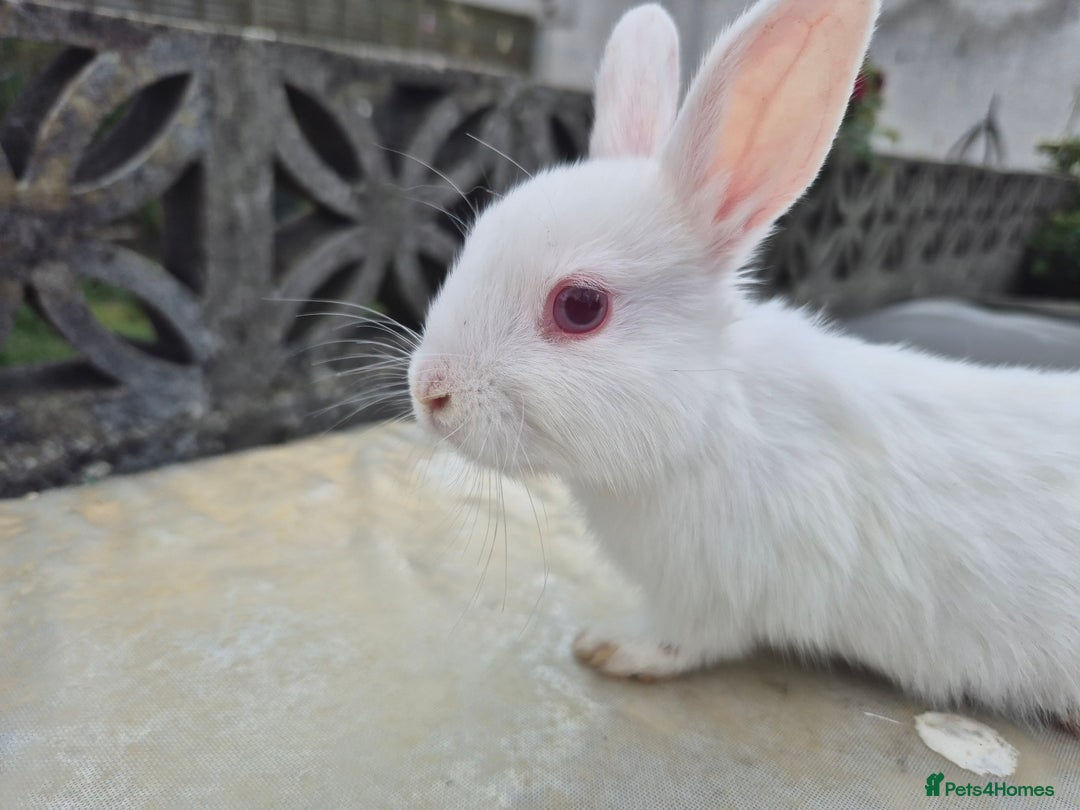Netherland Dwarf rabbits for sale: 1x9 week male rabbit - Image 2