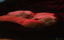 English Bulldog dogs for sale: English bulldog puppies  - Image 9