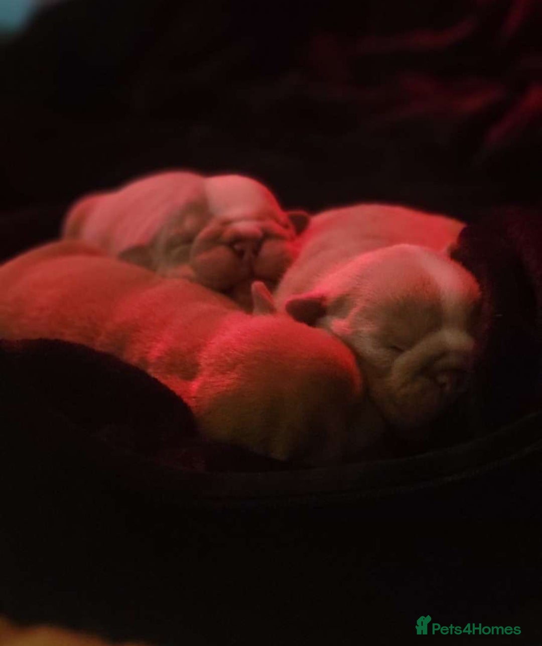 English Bulldog dogs for sale: English bulldog puppies  - Image 9