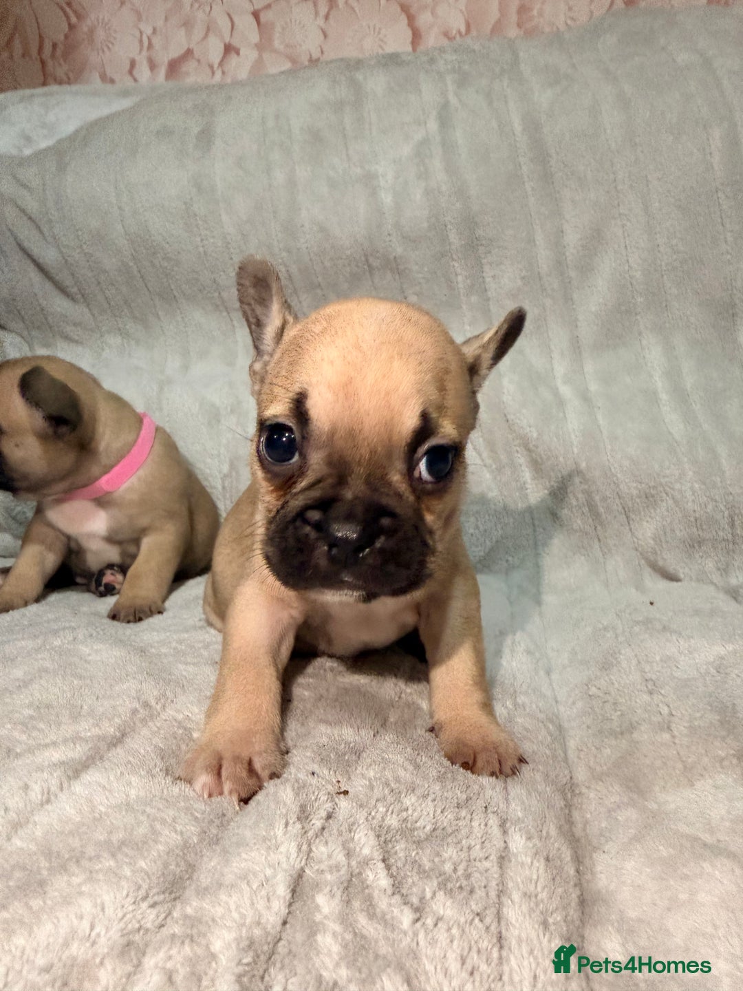 French Bulldog dogs for sale: Pedigree Mum Frenchy Pups-Gorgeous and ready soon! - Advert 16