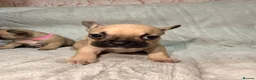 French Bulldog dogs for sale: Pedigree Mum Frenchy Pups-Gorgeous  ! - Advert 17