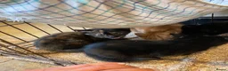 Mixed Breed cats for sale: Fantastic Farm Kittens  - Advert 3