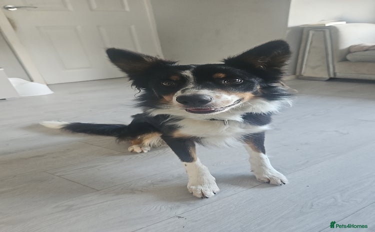 Border Collie dogs - Advert 1